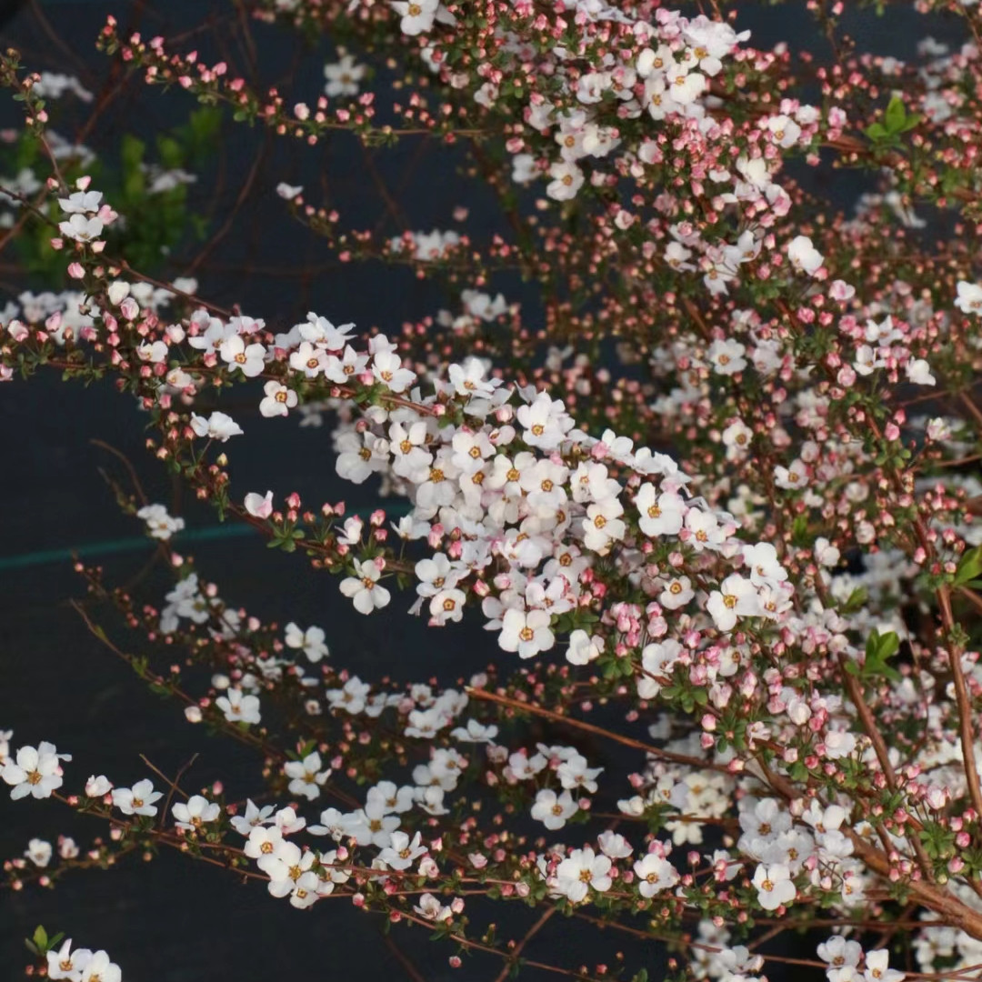 粉色喷雪花雪柳盆栽 庭院阳台多年生木本花卉 春季开花 耐寒耐热