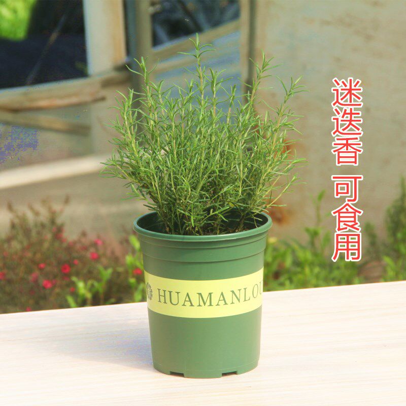 迷迭香盆栽薄荷食用香草植物 西餐料理调料驱蚊气味芳香净化空气