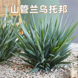蓝叶山菅兰 乌托邦 庭院阳台多年生观叶植物园耐热耐阴常绿