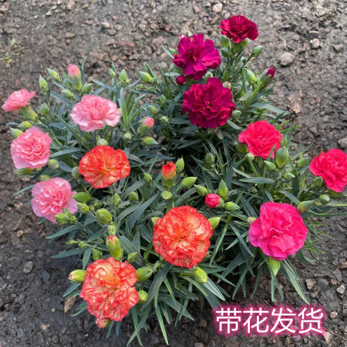 康乃馨盆栽阳台耐寒花期长