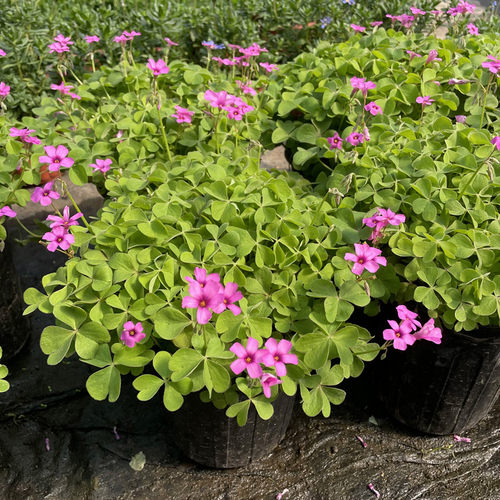 红花炸浆草幸运草盆栽耐寒耐热