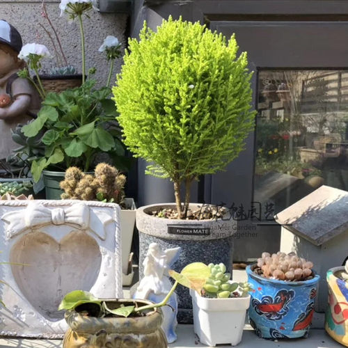 金冠柏圣诞树四季常青包邮盆栽