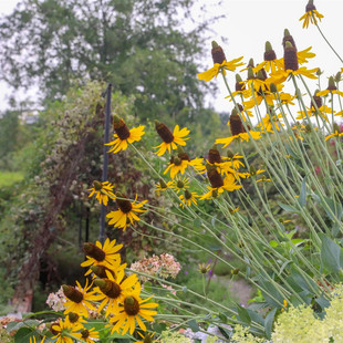 蒲棒菊盆栽 金光菊多年生 耐寒耐热 宿根植物 庭院花镜阳台盆栽