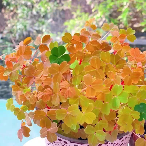 熔岩酢浆草小红枫三叶草好养