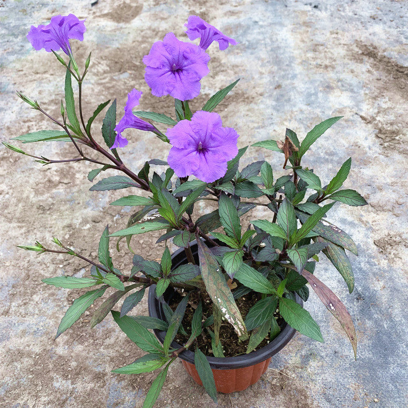 翠芦莉花兰花草盆栽 庭院地栽室外露天花卉植物 多年生好养花期长