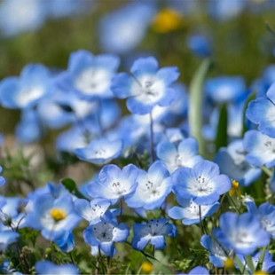 喜林草盆栽地被植物 蓝色花海 粉蝶花小清新室内阳台庭院花阳台