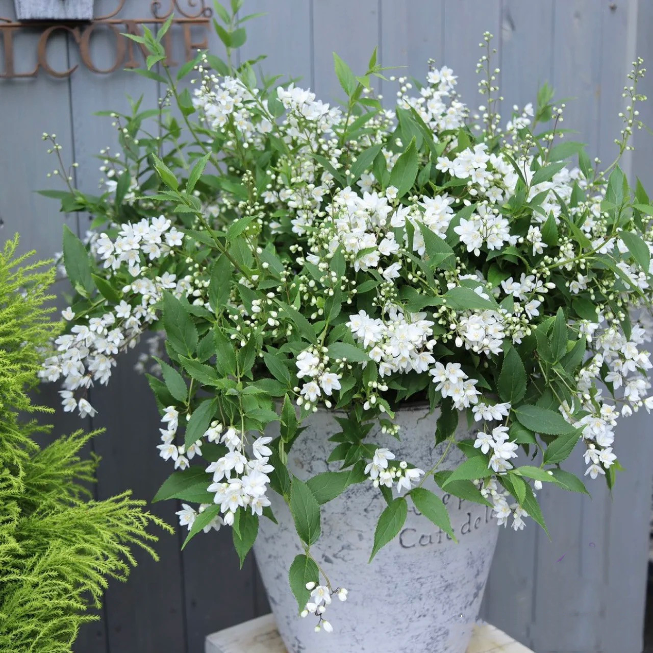 溲疏花盆栽 溲疏雪樱花雪绒花 庭院花园阳台多年生灌木耐半阴,鲜花速递/花卉仿真/绿植园艺,绣球/木绣球/木本植物,淘宝优惠券,粉丝福利购,淘宝优惠卷