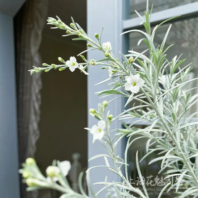 柳叶星河花银叶碎花观叶植物