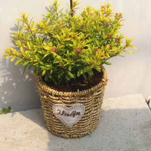 新品金叶满天星花境常绿灌木孔雀草盆栽大苗金色红宝石宿根耐寒