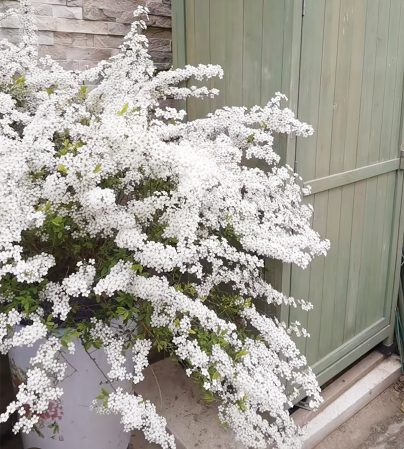 喷雪花盆栽庭院阳台户外灌木图片