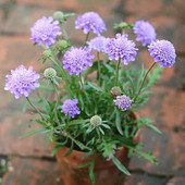 蓝盆花盆栽蓝蝶多年生阳台庭院花卉耐寒花期长植物好养带花发