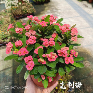 铁海棠虎刺梅庭院观花盆栽花苗花期长绿色花草植物花卉阳台绿植