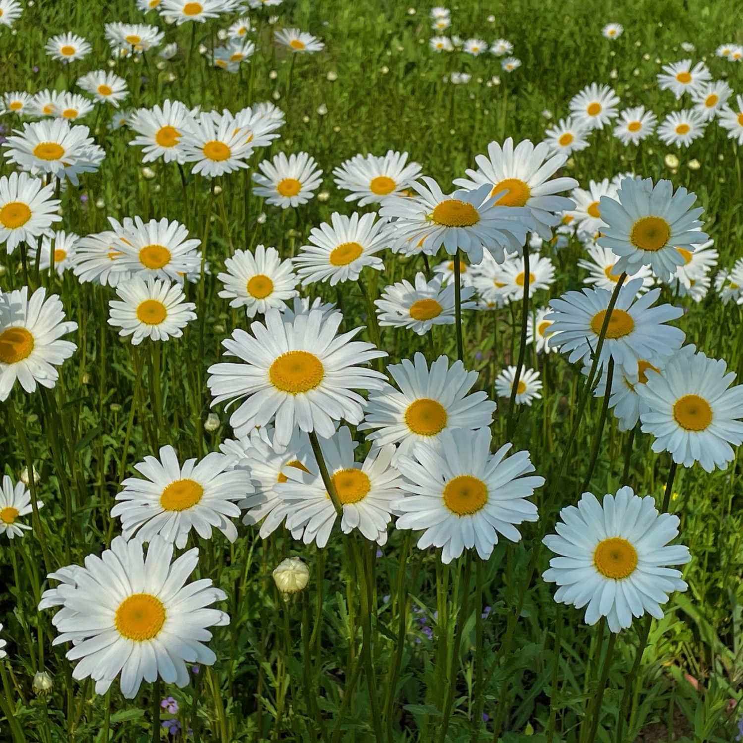花镜植物 大滨菊盆栽 花园庭院阳台多年生植物耐热耐寒盆栽包邮