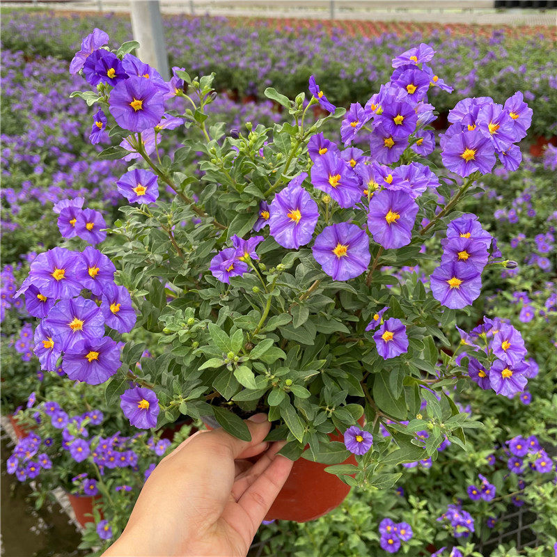 蓝茄花盆栽 多年生小灌木庭院阳台盆栽花卉耐寒耐热四季开花包邮
