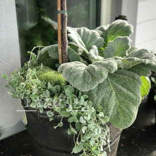 银白鼠尾草花苗月神庭院阳台花镜造景银白色植物多年耐寒盆栽