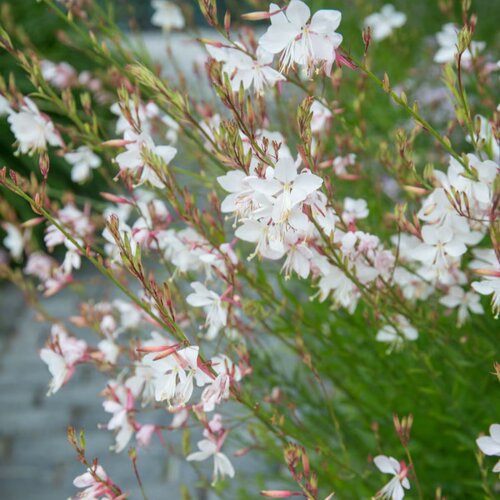 室外山桃草室外宿根千鸟花盆栽