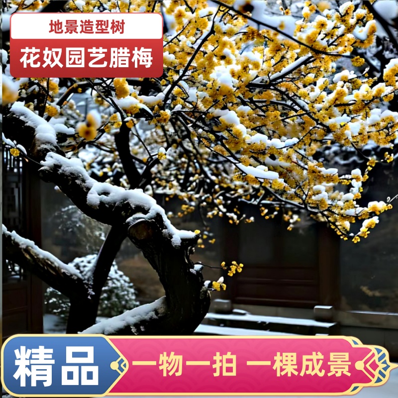 庭院景观树素心腊梅造型树