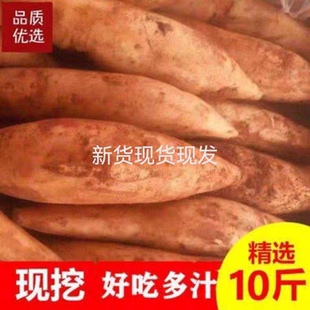 云南特产天山雪莲果新鲜10斤整箱红泥沙现挖脆甜当季水果现货包邮