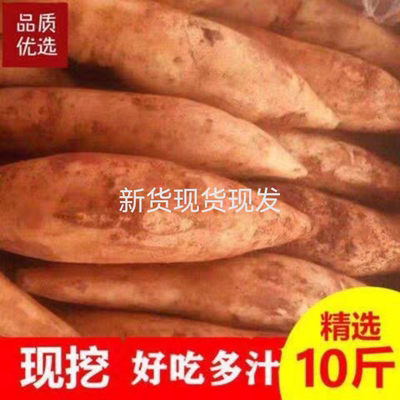 云南特产天山雪莲果新鲜10斤整箱红泥沙现挖脆甜当季水果现货包邮