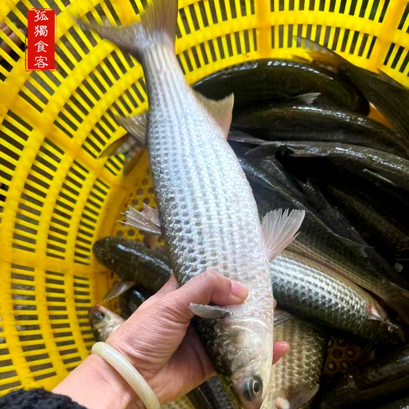 海乌鱼潮汕海鲜乌鱼梭子鱼月子鱼新鲜乌头鱼新鲜活冻海鲻鱼乌鲻鱼