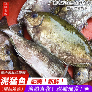 泥猛鱼潮汕特产娘艾鲜篮子鱼臭肚黄斑蓝子鱼秋叶鱼海鲜新鲜活娘挨