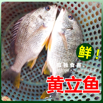 当天现捕黄翅鱼新鲜海捕黄赤鱼黄鳍鲷500g黄脚立鱼海鲜活黄墙潮汕