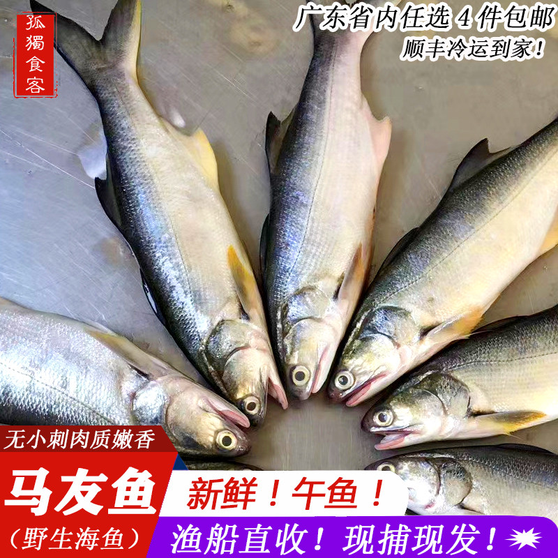 马友鱼 五顺午笋鱼 新鲜海捕海鱼 午鱼午仔鱼海鲜水产1斤2条