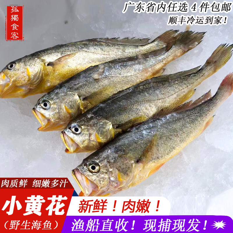 小黄花鱼 小黄鱼新鲜冷冻深海鱼类黄瓜条 黄鱼海鲜水产500g
