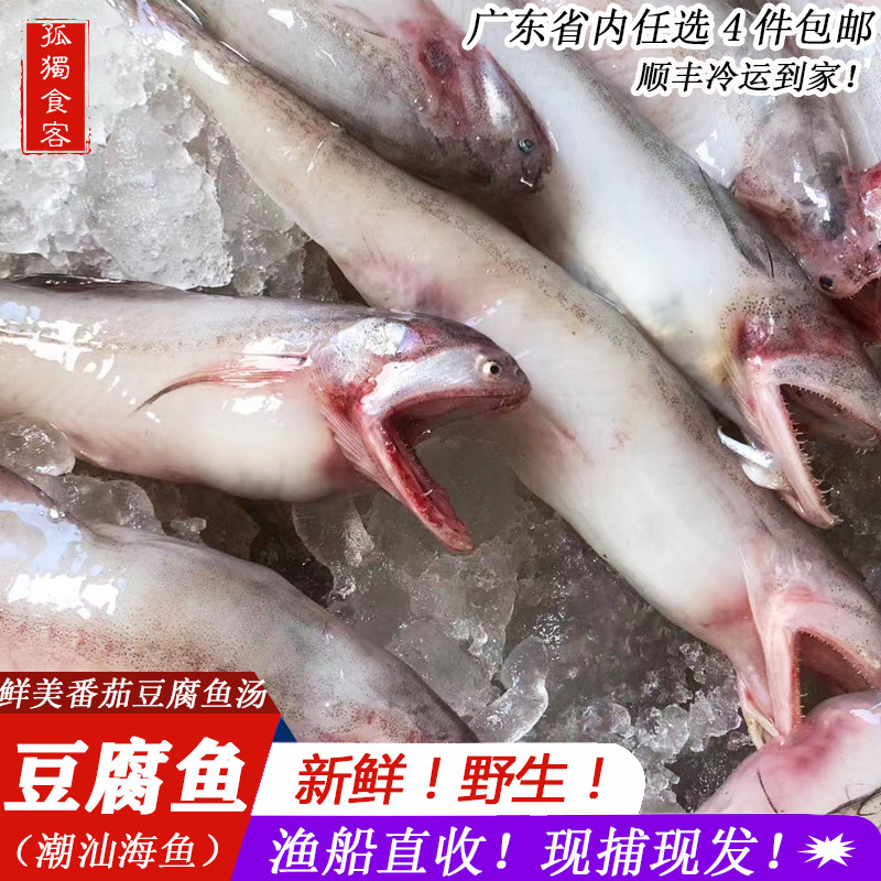潮汕海鱼 当天海捕新鲜豆腐鱼忒鱼煮汤煲汤海鱼潮州特色豆腐鱼