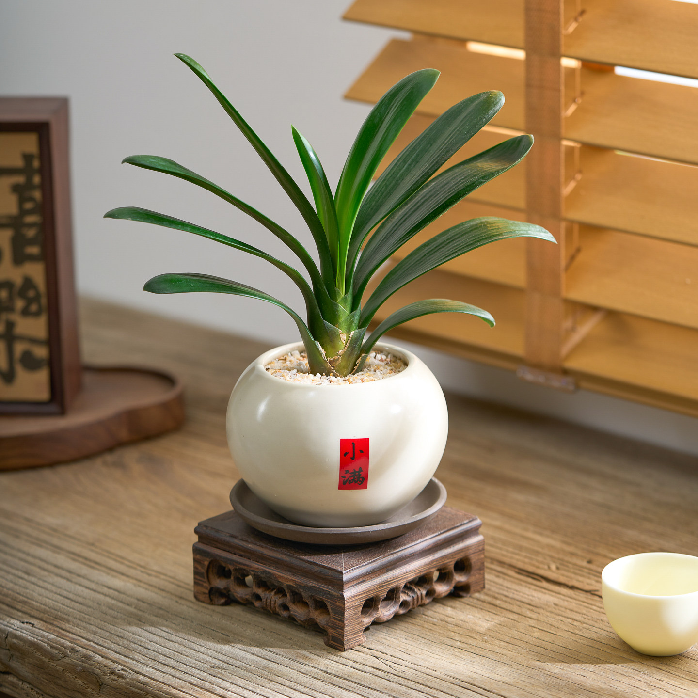 君子兰花办公室内盆栽开花绿植四季懒人好养送老师桌面好物摆件