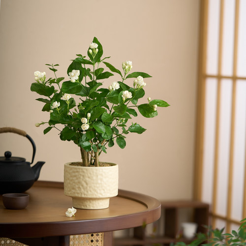 茉莉花盆带花苞栽客厅办公室内