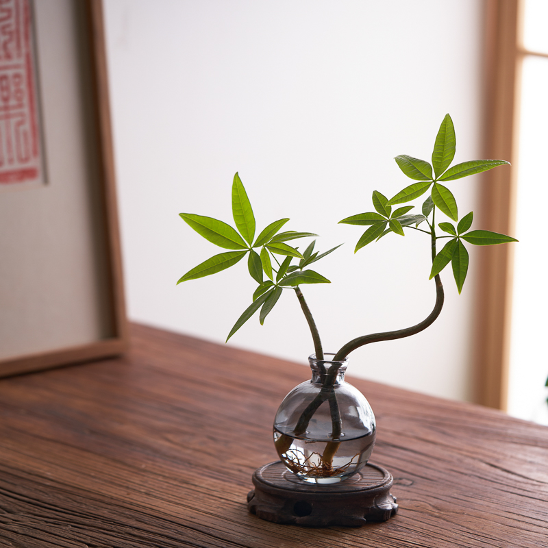 水培造型发财树盆栽植物办公室内茶桌面好养四季招财奇趣绿植摆件