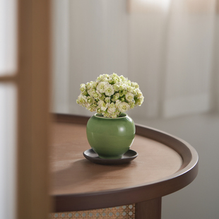 绿巴黎长寿花多肉盆栽室内客厅办公室桌面绿植开花花卉植物好养活