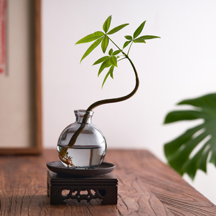 发财树小盆栽好养水培绿植办公室内摇钱树茶桌禅意植物花卉摆件
