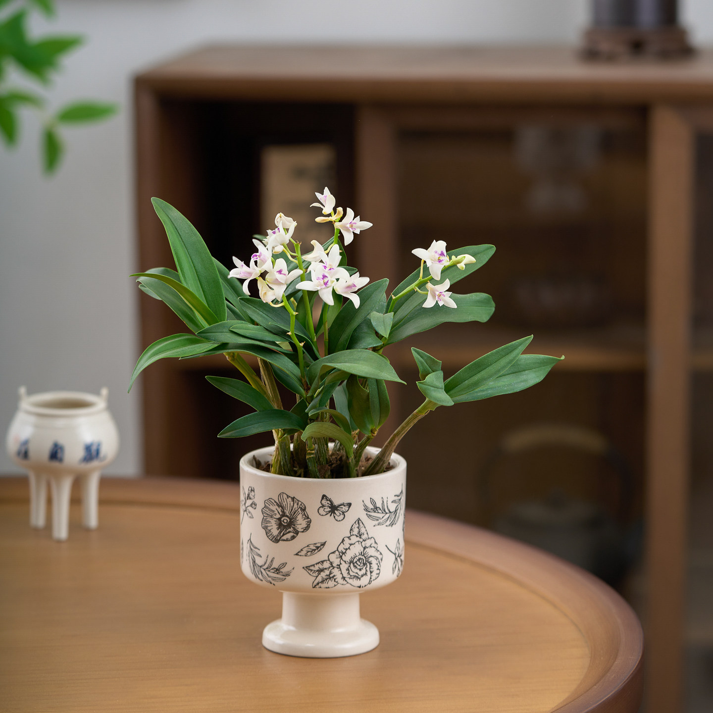 香水石斛兰淡香带花苞办公室内窗台迷你花卉盆栽室内绿植懒人摆件