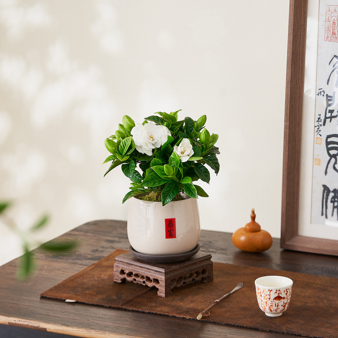 栀子花盆栽浓香型带花苞中式绿植开花花卉茶桌办公室内客厅摆件