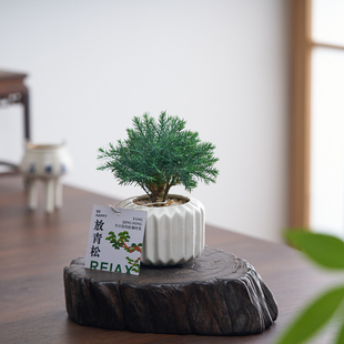 放青松雾凇小盆栽办公室内绿植净化空气创意盆景好养活花卉摆件