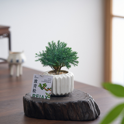 【放青松】工位元气助手创意绿植