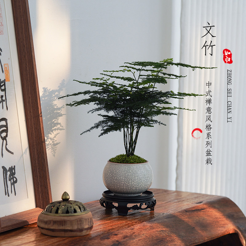 文竹苔藓白发藓绿植室内茶几桌面陶瓷盆栽办公室摆件盆景净化空气,鲜花速递/花卉仿真/绿植园艺,绿植,淘宝优惠券,粉丝福利购,淘宝优惠卷