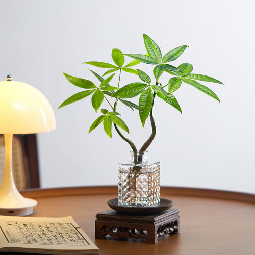 水培发财树植物室内净化绿植