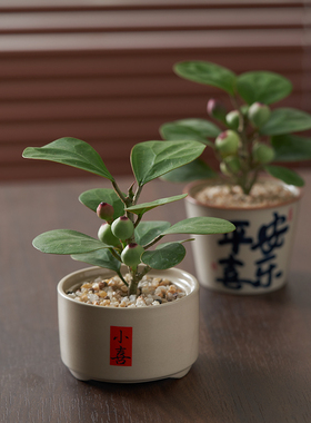 小盼菩提禅意禅风盆栽盆景室内净化空气办公室内桌面绿植花卉