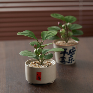 小盼菩提禅意禅风盆栽盆景室内净化空气办公室内桌面绿植花卉