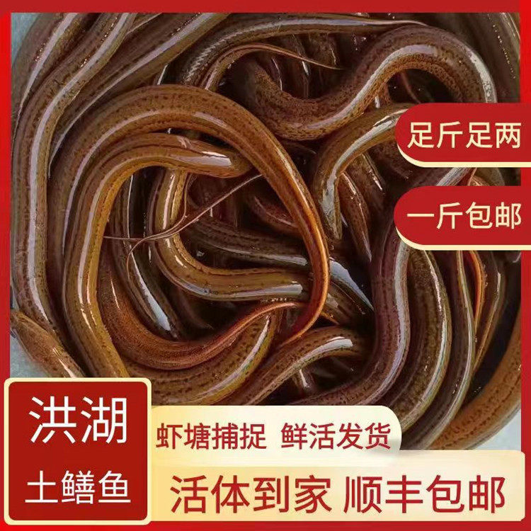 顺丰包邮正宗洪湖野外特大土鳝鱼黄鳝整条鱼鲜活活体现捕现发包活