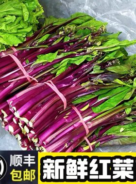 顺丰包邮新鲜红菜苔2026年