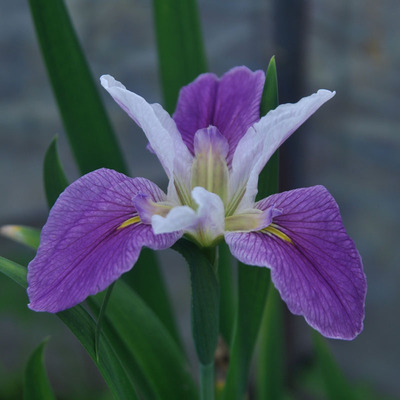 西伯利亚鸢尾耐湿耐旱四季常绿紫色花
