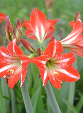 自育品种单瓣朱顶红种球室内阳台耐寒花卉植物盆栽