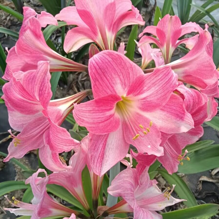 朱顶红进口品种霓虹灯自然球花期带花剑发货其他季节带根带叶子发