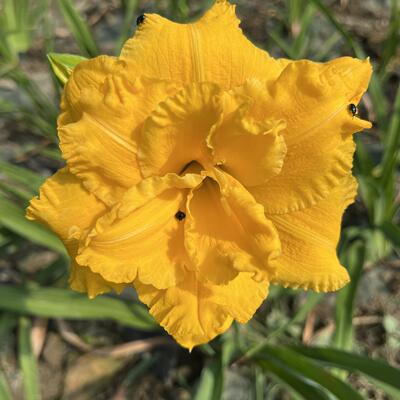 大花萱草进口品种明亮黄色重瓣瓣化非常好株型中等地栽盘栽都可以