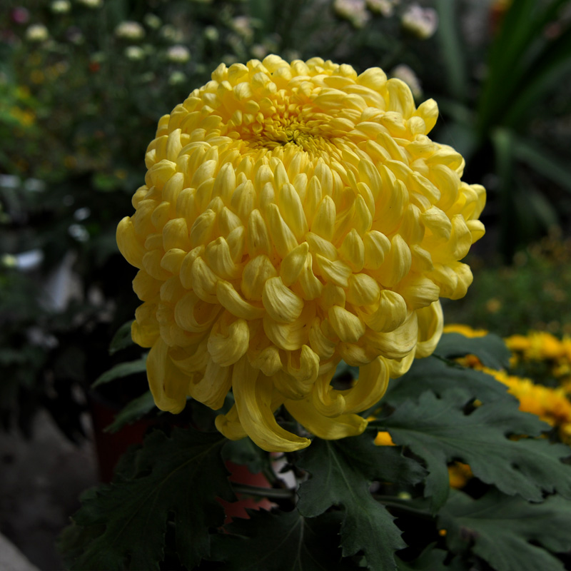 预售自产自销贴吧论坛花友分享交换大菊花秋菊金创云品种扦插菊花