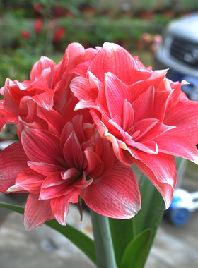 荷兰进口重瓣朱顶红樱桃尼芙双梦种球大球办公室植物盆栽花卉绿植